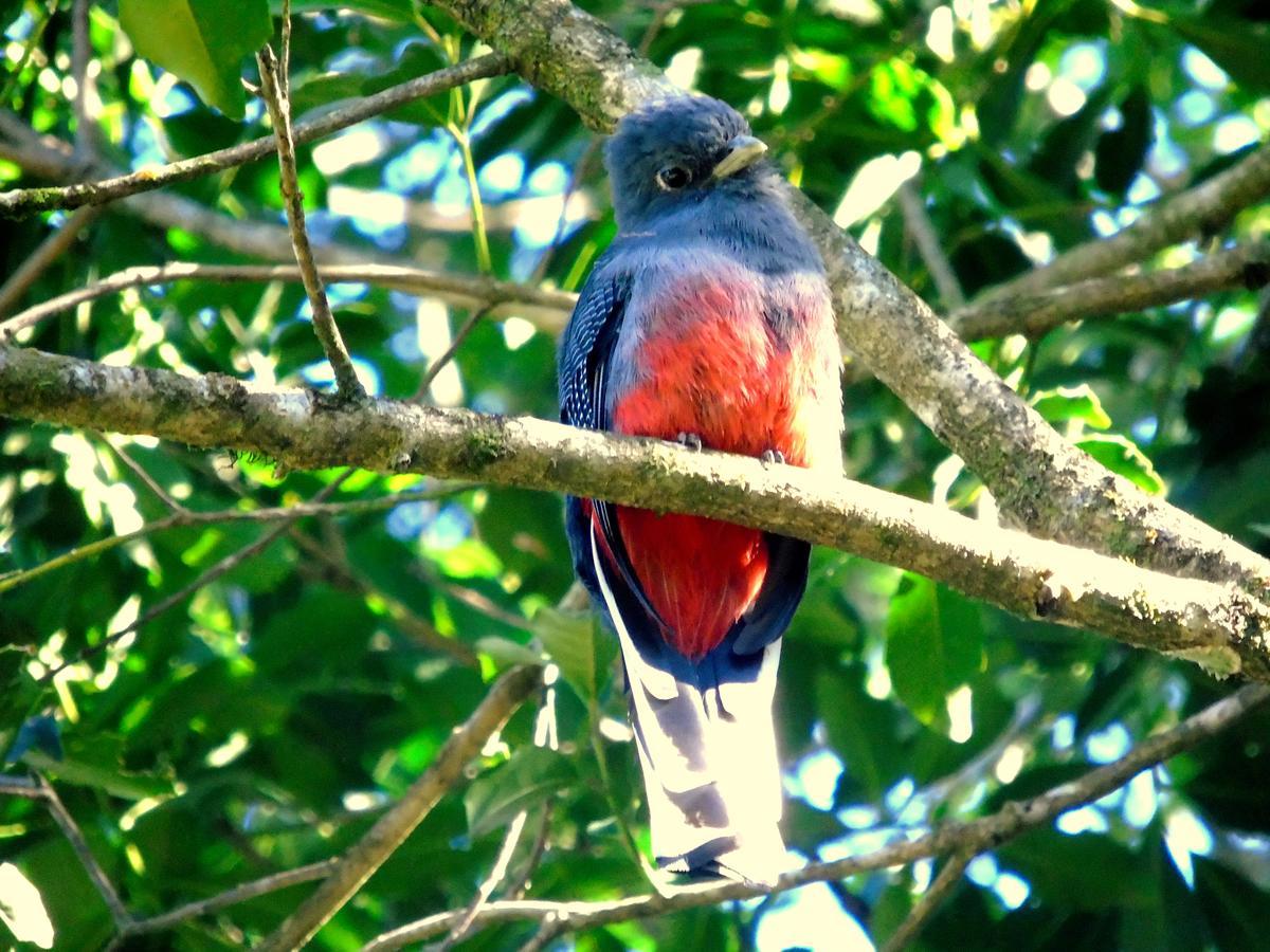 Recanto Da Mata Pousada เซาฟรานซิสโก จิ เปาลา ภายนอก รูปภาพ