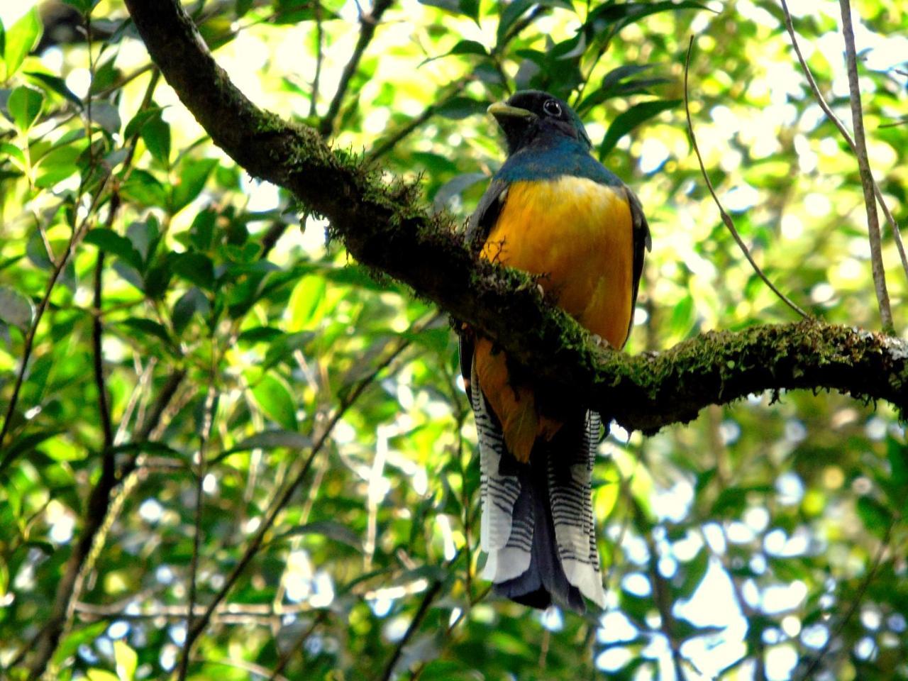 Recanto Da Mata Pousada เซาฟรานซิสโก จิ เปาลา ภายนอก รูปภาพ